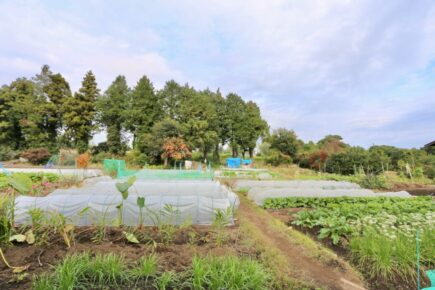 のんびりと、畑のある毎日を。